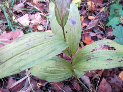 Breitblättrige Stendelwurz (Epipactis helleborine) im Naturschutzgebiet „St. Arnualer Wiesen“  - nur diese Orchidee ist hier so spät im Jahr noch zu sehen
