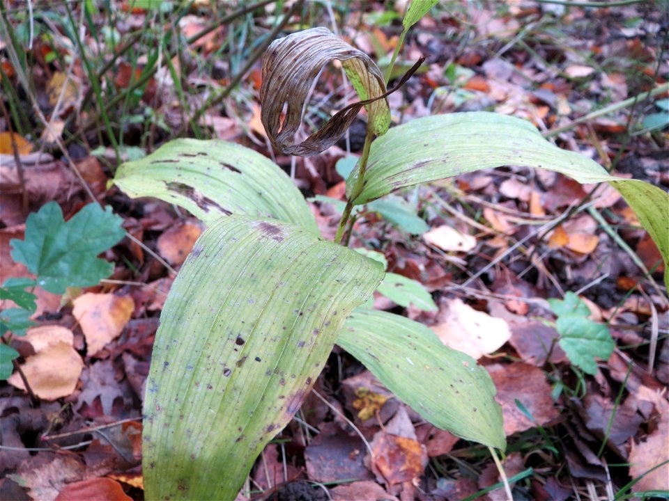 Breitblättrige Stendelwurz (Epipactis helleborine) im Naturschutzgebiet „St. Arnualer Wiesen“  - nur diese Orchidee ist hier so spät im Jahr noch zu sehen
