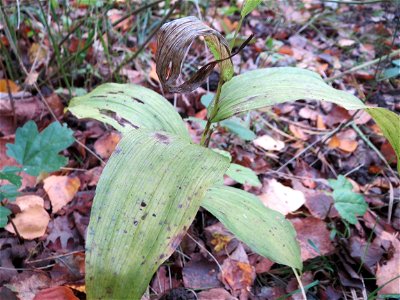 Breitblättrige Stendelwurz (Epipactis helleborine) im Naturschutzgebiet „St. Arnualer Wiesen“  - nur diese Orchidee ist hier so spät im Jahr noch zu sehen