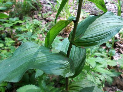 Breitblättrige Stendelwurz (Epipactis helleborine) in der Schwetzinger Hardt