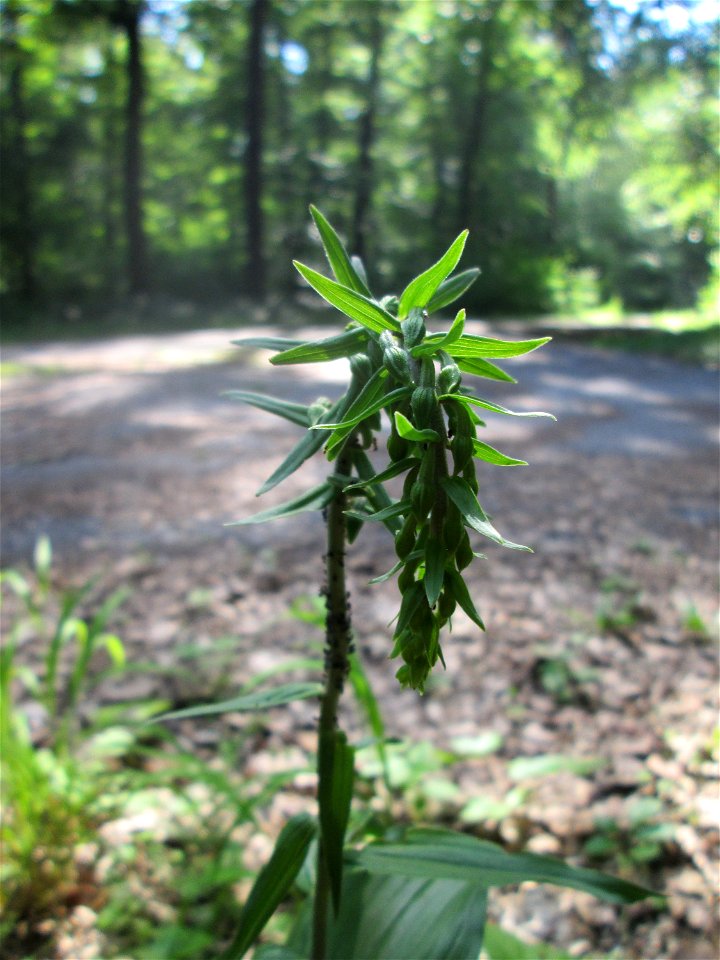 Breitblättrige Stendelwurz (Epipactis helleborine) in der Schwetzinger Hardt