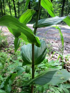 Breitblättrige Stendelwurz (Epipactis helleborine) in der Schwetzinger Hardt