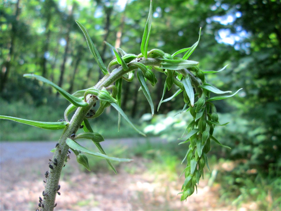 Breitblättrige Stendelwurz (Epipactis helleborine) in der Schwetzinger Hardt
