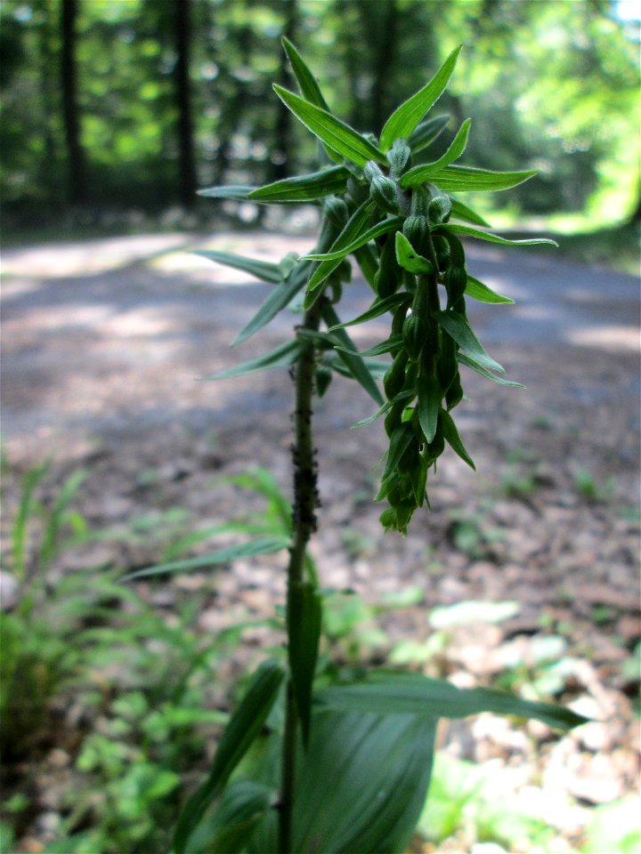 Breitblättrige Stendelwurz (Epipactis helleborine) in der Schwetzinger Hardt