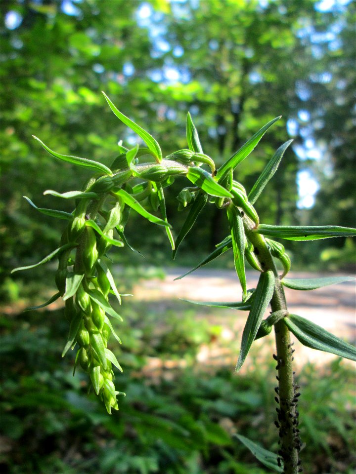 Breitblättrige Stendelwurz (Epipactis helleborine) in der Schwetzinger Hardt