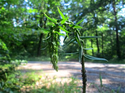 Breitblättrige Stendelwurz (Epipactis helleborine) in der Schwetzinger Hardt