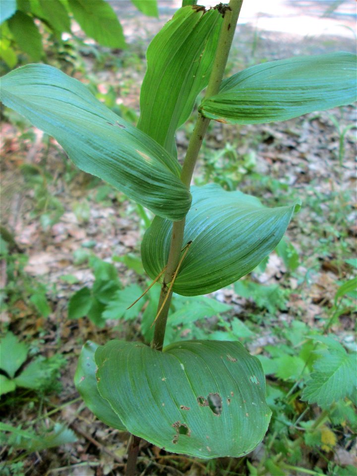 Breitblättrige Stendelwurz (Epipactis helleborine) in der Schwetzinger Hardt
