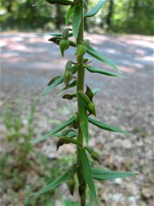 Breitblättrige Stendelwurz (Epipactis helleborine) in der Schwetzinger Hardt - kommt hier nur vereinzelt vor