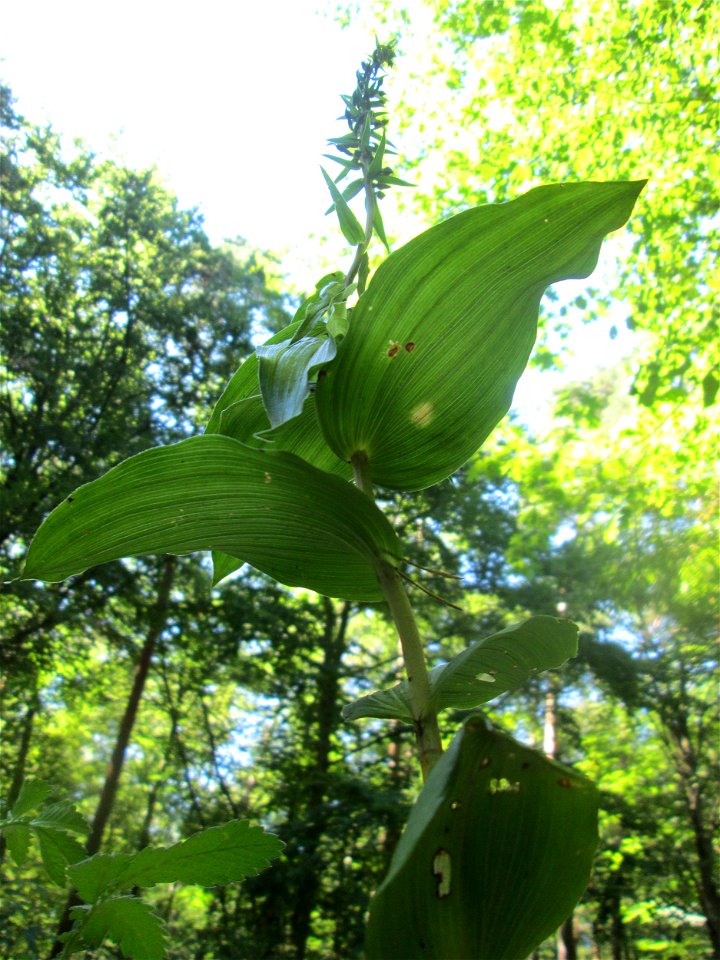 Breitblättrige Stendelwurz (Epipactis helleborine) in der Schwetzinger Hardt - kommt hier nur vereinzelt vor