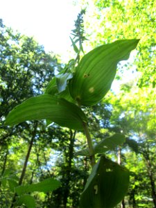 Breitblättrige Stendelwurz (Epipactis helleborine) in der Schwetzinger Hardt - kommt hier nur vereinzelt vor