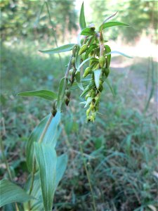 Breitblättrige Stendelwurz (Epipactis helleborine) in der Schwetzinger Hardt - kommt hier nur vereinzelt vor