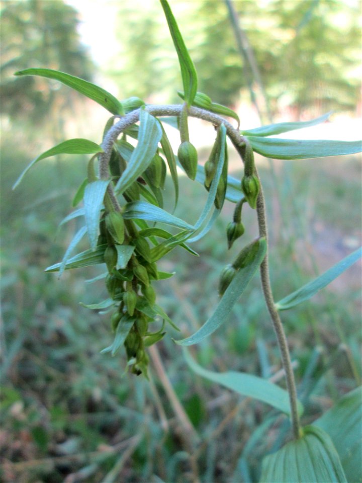 Breitblättrige Stendelwurz (Epipactis helleborine) in der Schwetzinger Hardt - kommt hier nur vereinzelt vor