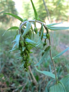 Breitblättrige Stendelwurz (Epipactis helleborine) in der Schwetzinger Hardt - kommt hier nur vereinzelt vor