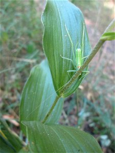 Breitblättrige Stendelwurz (Epipactis helleborine) in der Schwetzinger Hardt - kommt hier nur vereinzelt vor
