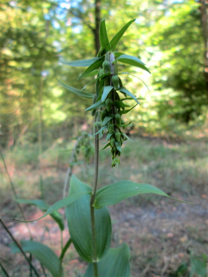 Breitblättrige Stendelwurz (Epipactis helleborine) in der Schwetzinger Hardt - kommt hier nur vereinzelt vor