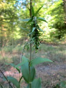 Breitblättrige Stendelwurz (Epipactis helleborine) in der Schwetzinger Hardt - kommt hier nur vereinzelt vor