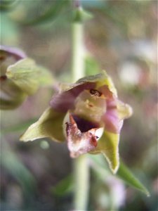 This photo shows a flower of Epipacitis helleborine