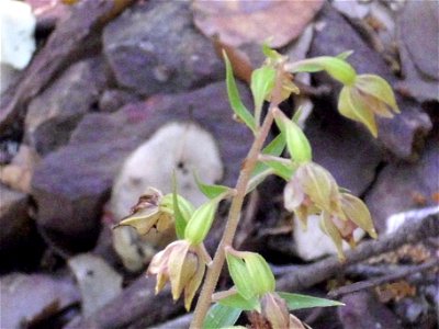 Epipactis helleborine subsp. helleborine, close up, Sierra Madrona, Spain