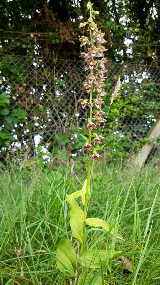 Broad-leaved Helleborine growing in s field margin in Cardiff, Wales.