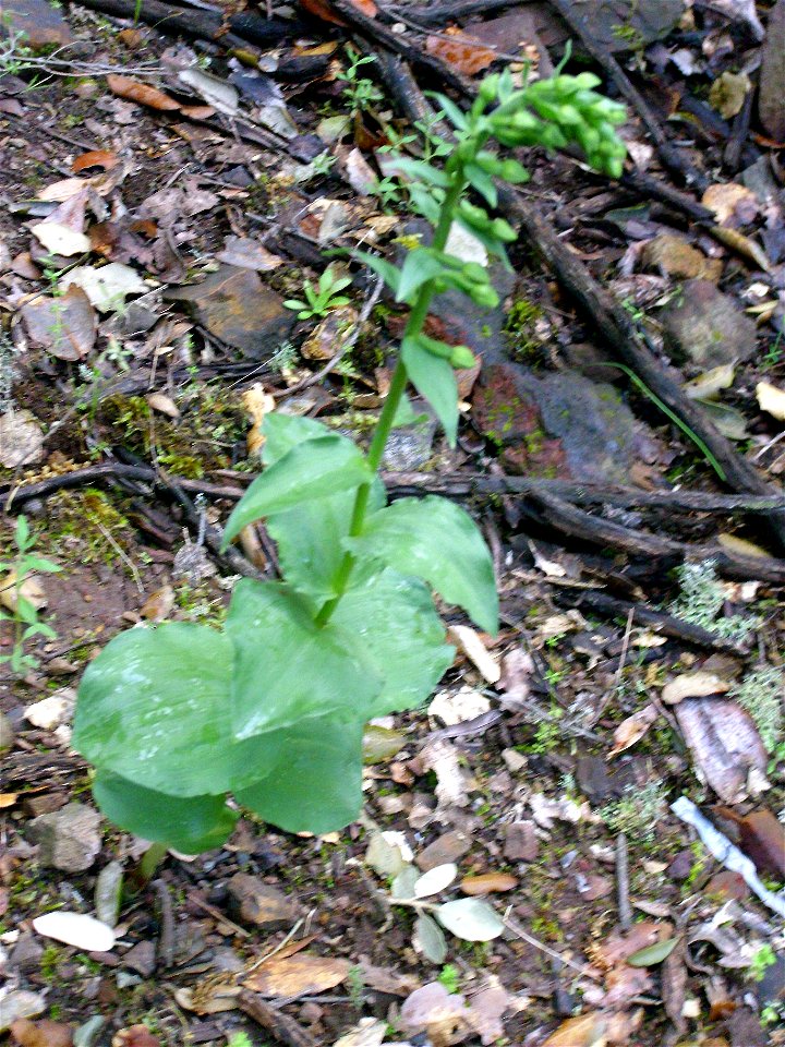 Epipactis helleborine subsp. helleborine, habit, Sierra Madrona, Spain