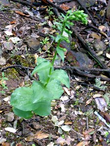 Epipactis helleborine subsp. helleborine, habit, Sierra Madrona, Spain