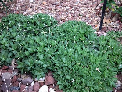 A photograph of Haworthia cymbiformis.