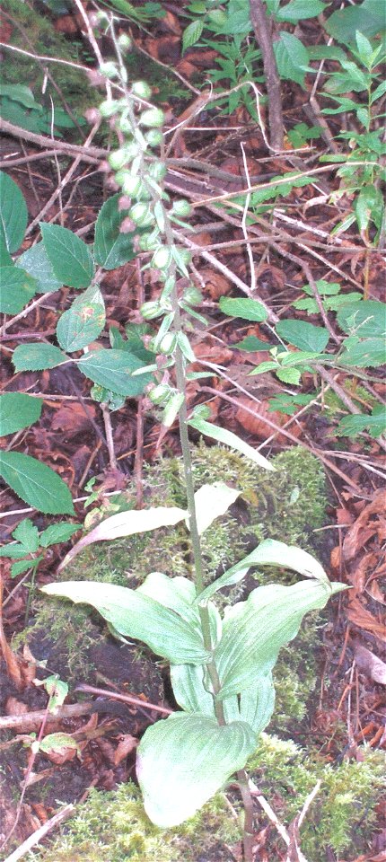 Epipactis helleborine (Broad Leaved Helleborine), Speir's School, Beith, North Aryshire, Scotland.