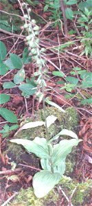 Epipactis helleborine (Broad Leaved Helleborine), Speir's School, Beith, North Aryshire, Scotland.