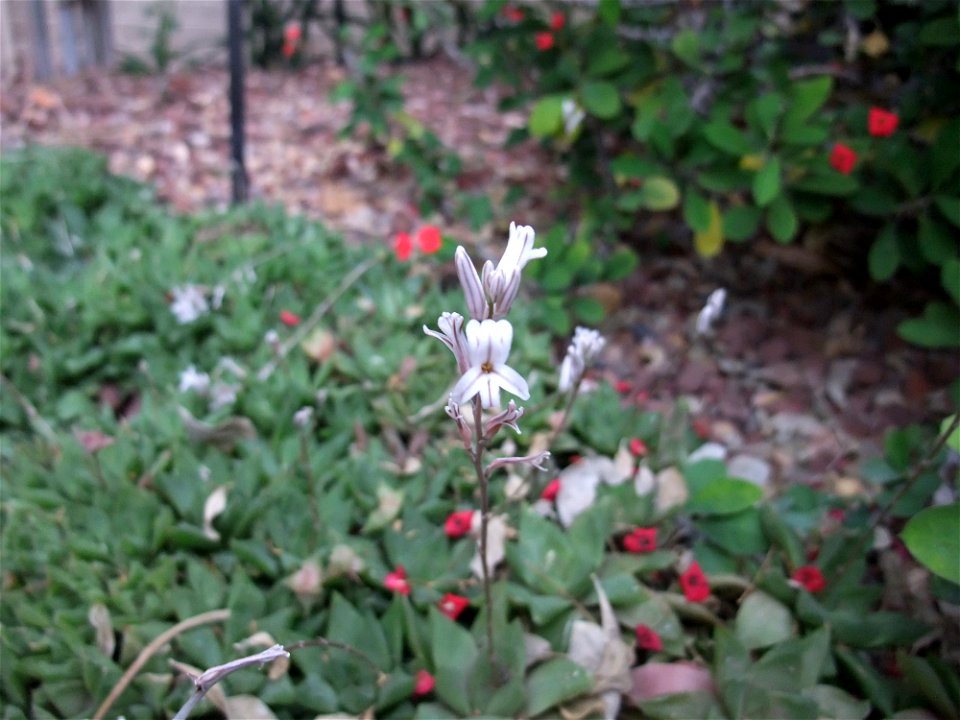 A photograph of the flower of Haworthia cymbiformis.