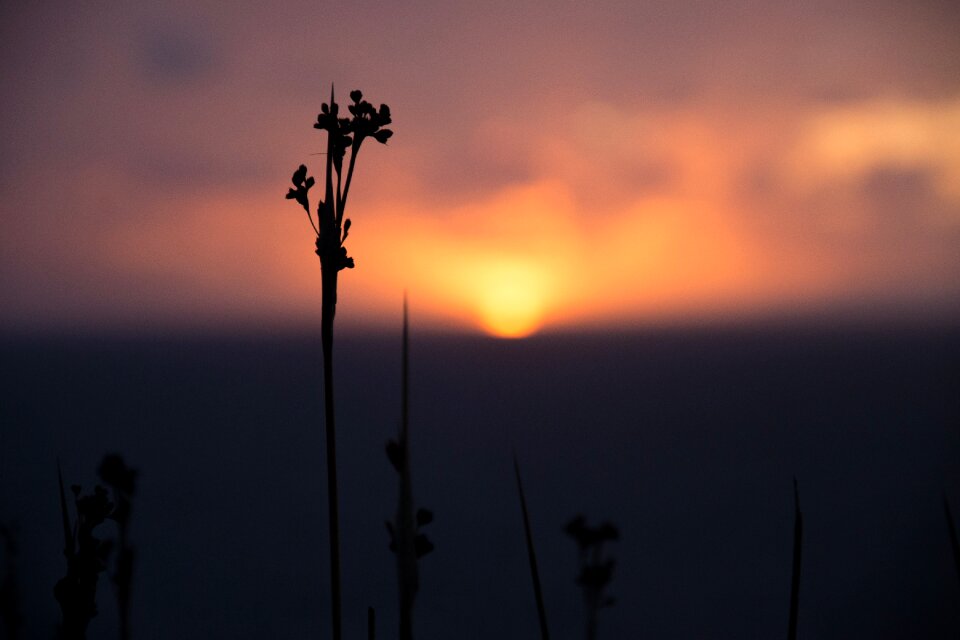 Sunset flower horizon