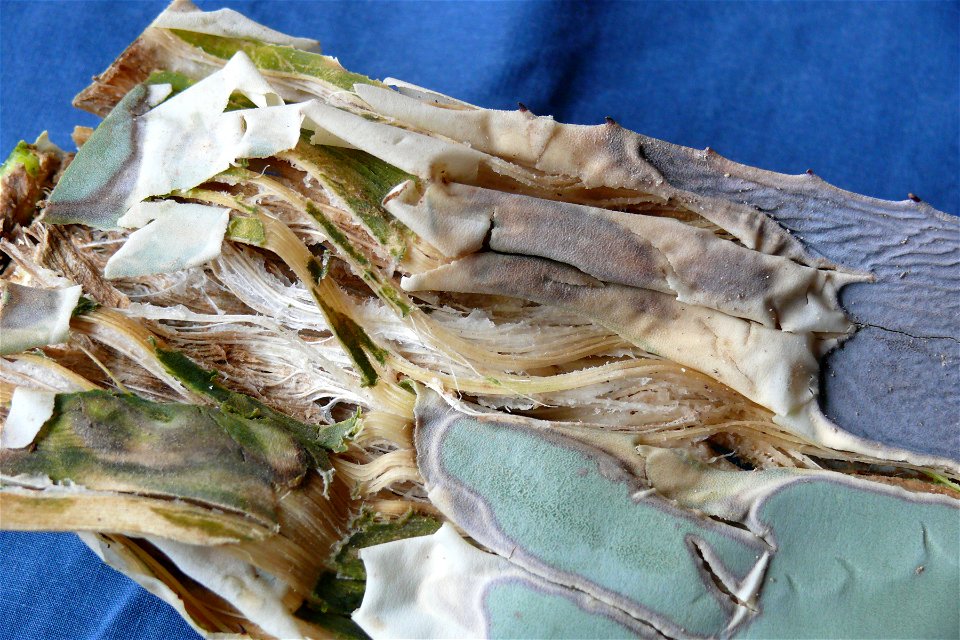 Fibers inside the leaves of a Huachuca Agave (Agave parryi var. huachucensis).