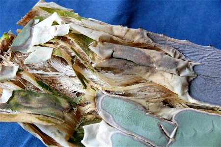 Fibers inside the leaves of a Huachuca Agave (Agave parryi var. huachucensis).