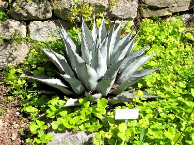 Agave neomexicana in the gardens of the villa Hanbury (Ventimiglia, Italy). Identified by its botanic label.