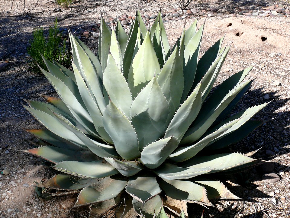 Huachuca Agave (Agave huachucaensis) photo taken in Tucson, AZ
