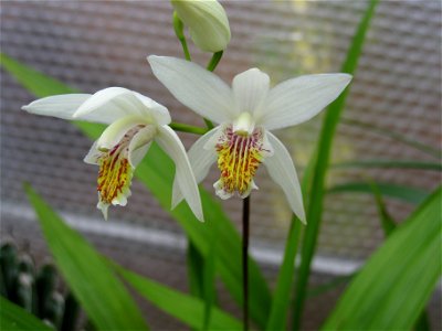 A photograph of Bletilla striata var alba
