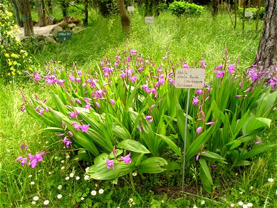 Bletilla striata en el Jardín Botánico de Padua.