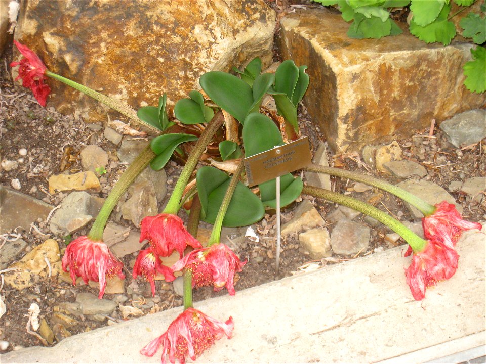 Haemanthus coccineus specimen in the National Botanic Garden of Belgium, Meise, just north of Brussels, Belgium.