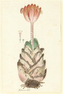 IdentificatieTitel(s): Haemanthus coccineus L.Hoemanthús (titel op object)Objecttype: tekening albumblad Objectnummer: RP-T-1914-18-81Opschriften / Merken: annotatie, linksonder, pen in bruin: ‘Hoeman