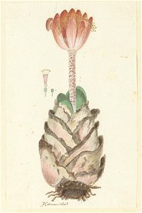 IdentificatieTitel(s): Haemanthus coccineus L.Hoemanthús (titel op object)Objecttype: tekening albumblad Objectnummer: RP-T-1914-18-81Opschriften / Merken: annotatie, linksonder, pen in bruin: ‘Hoeman photo