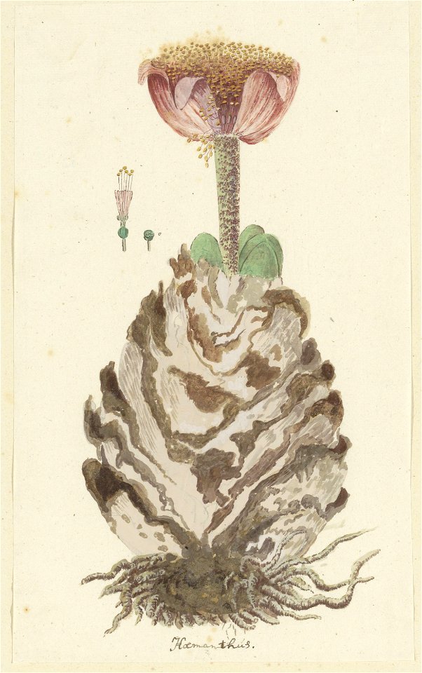 IdentificatieTitel(s): Haemanthus coccineus L.Hoemanthús (titel op object)Objecttype: tekening albumblad Objectnummer: RP-T-1914-18-82Opschriften / Merken: annotatie, midden onder, pen in bruin: ‘Hoem