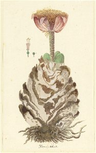 IdentificatieTitel(s): Haemanthus coccineus L.Hoemanthús (titel op object)Objecttype: tekening albumblad Objectnummer: RP-T-1914-18-82Opschriften / Merken: annotatie, midden onder, pen in bruin: ‘Hoem