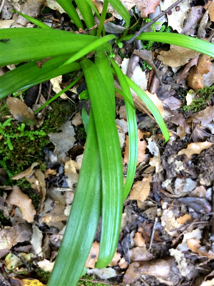 Hyacinthoides hispanica