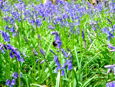 Image title: Bluebell flower with bee
Image from Public domain images website, http://www.public-domain-image.com/full-image/flora-plants-public-domain-images-pictures/flowers-public-domain-images-pic