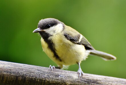 Cute animal bird