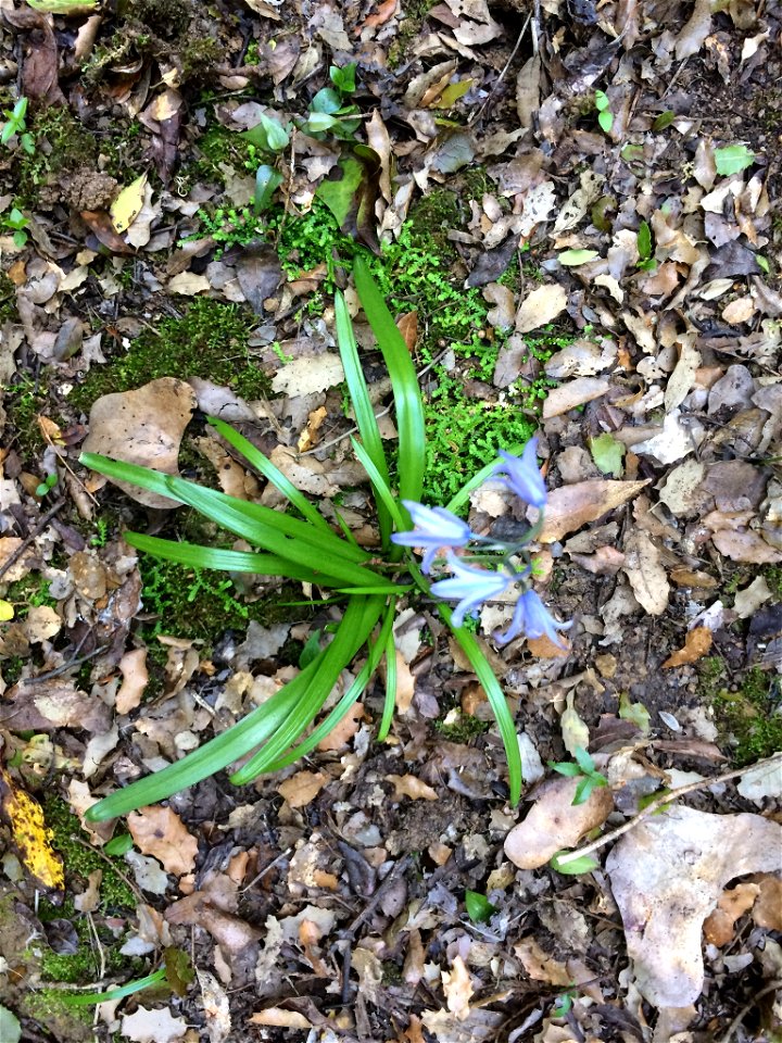 Hyacinthoides hispanica