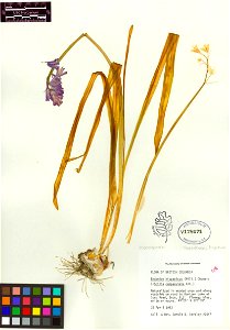 Hyacinthoides hispanica photo
