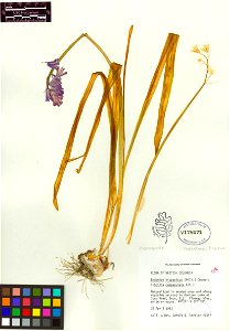 Hyacinthoides hispanica