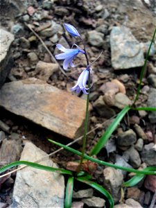 Hyacinthoides hispanica habitus, Sierra Madrona, Spain