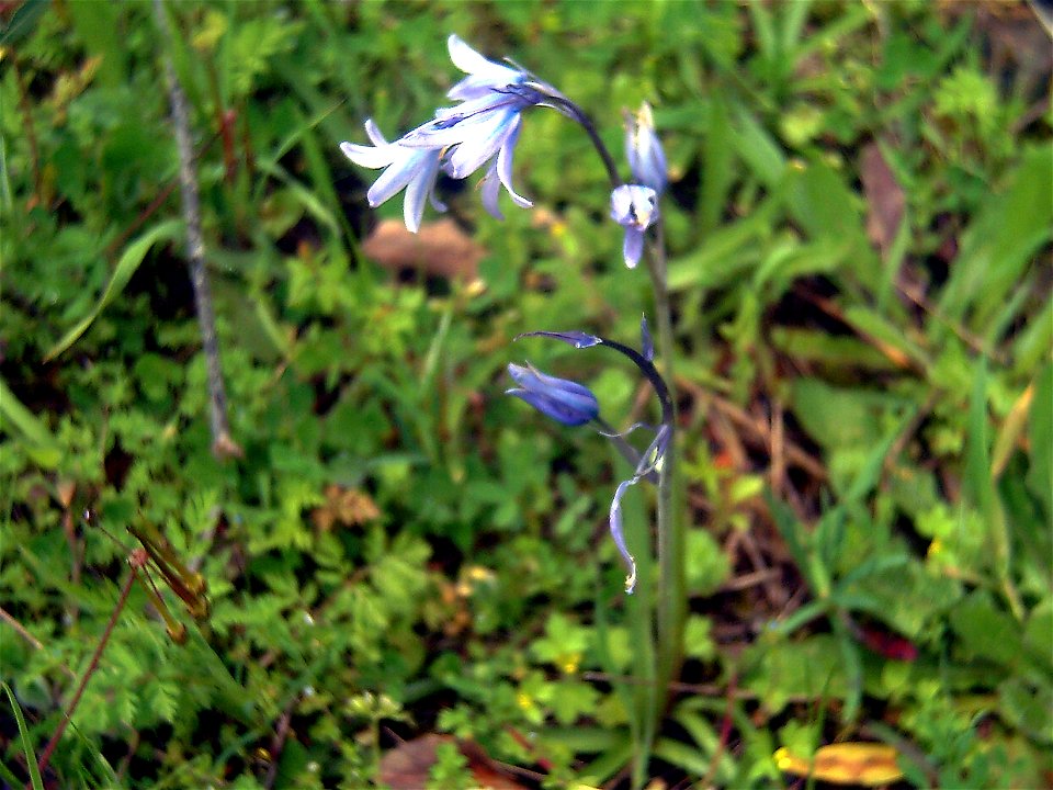 Hyacinthoides hispanica plant, Sierra Madrona, Spain