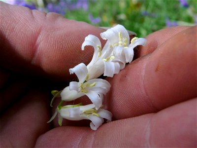 Looking at the anthers of a white bluebell